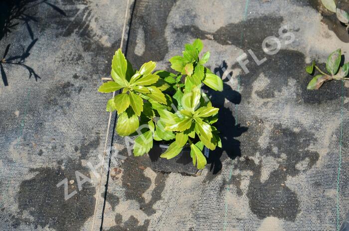 Tlustonitník klasnatý 'Green Sheen' - Pachysandra terminalis 'Green Sheen'