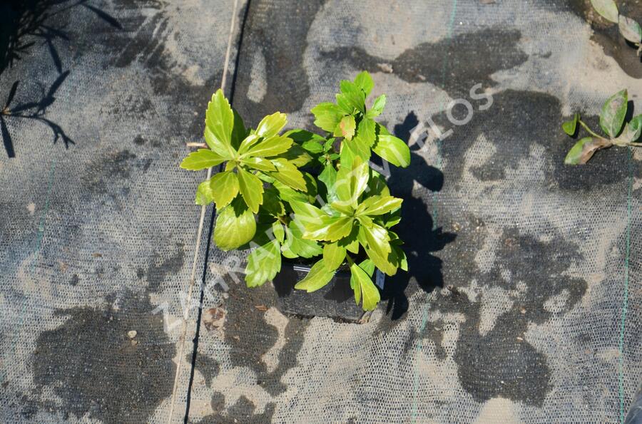 Tlustonitník klasnatý 'Green Sheen' - Pachysandra terminalis 'Green Sheen'