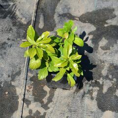 Tlustonitník klasnatý 'Green Sheen' - Pachysandra terminalis 'Green Sheen'