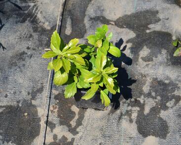 Tlustonitník klasnatý 'Green Sheen'