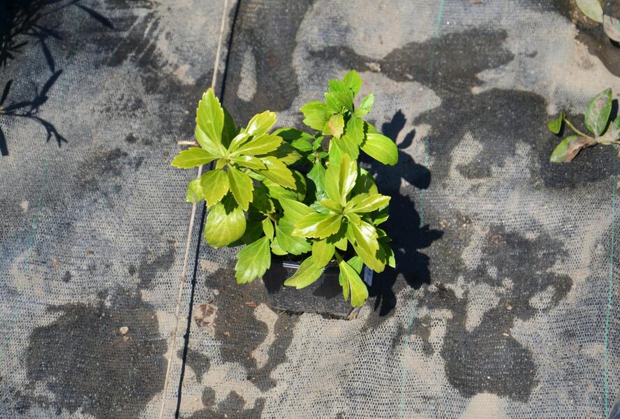 Tlustonitník klasnatý 'Green Sheen' - Pachysandra terminalis 'Green Sheen'