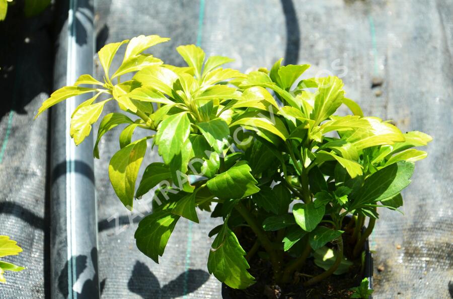 Tlustonitník klasnatý 'Green Sheen' - Pachysandra terminalis 'Green Sheen'