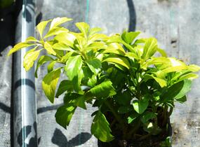 Tlustonitník klasnatý 'Green Sheen' - Pachysandra terminalis 'Green Sheen'