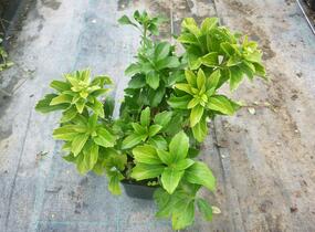 Tlustonitník klasnatý 'Green Sheen' - Pachysandra terminalis 'Green Sheen'