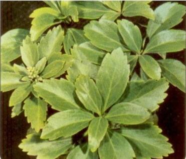 Tlustonitník klasnatý 'Green Carpet' - Pachysandra terminalis 'Green Carpet'