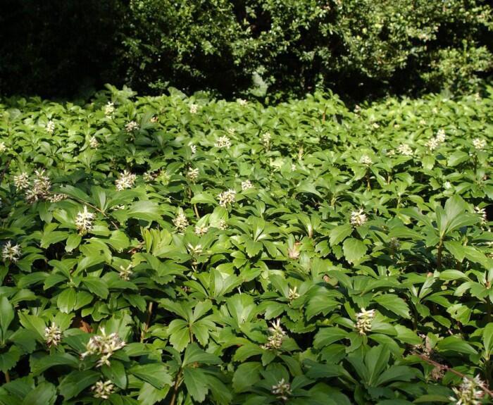 Tlustonitník klasnatý 'Green Carpet' - Pachysandra terminalis 'Green Carpet'