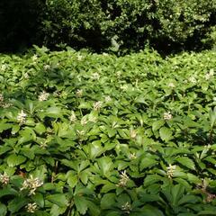 Tlustonitník klasnatý 'Green Carpet' - Pachysandra terminalis 'Green Carpet'