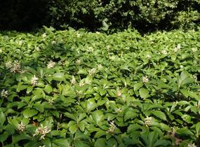Tlustonitník klasnatý 'Green Carpet' - Pachysandra terminalis 'Green Carpet'