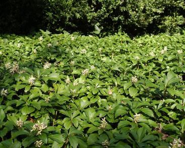 Tlustonitník klasnatý 'Green Carpet'
