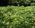Tlustonitník klasnatý 'Green Carpet'