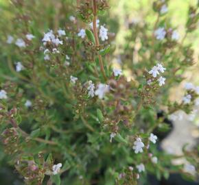 Tymián obecný 'Tim' - Thymus vulgaris 'Tim'
