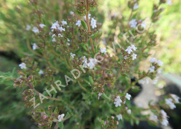 Tymián obecný 'Tim' - Thymus vulgaris 'Tim'