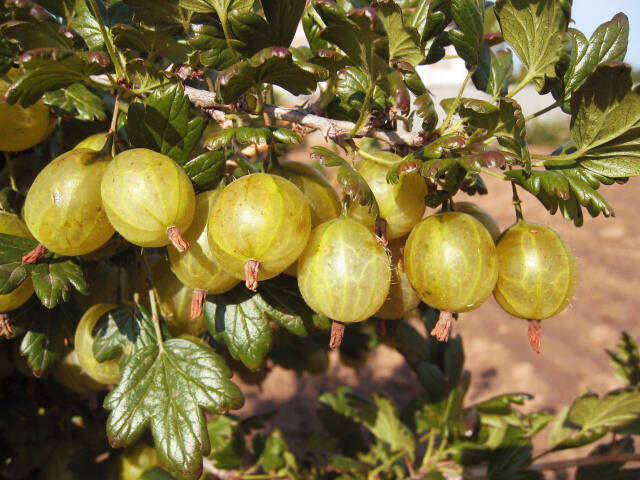 Angrešt žlutý 'Invicta' - Grossularia uva-crispa 'Invicta'