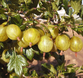 Angrešt žlutý 'Invicta' - Grossularia uva-crispa 'Invicta'