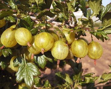 Angrešt žlutý 'Invicta'