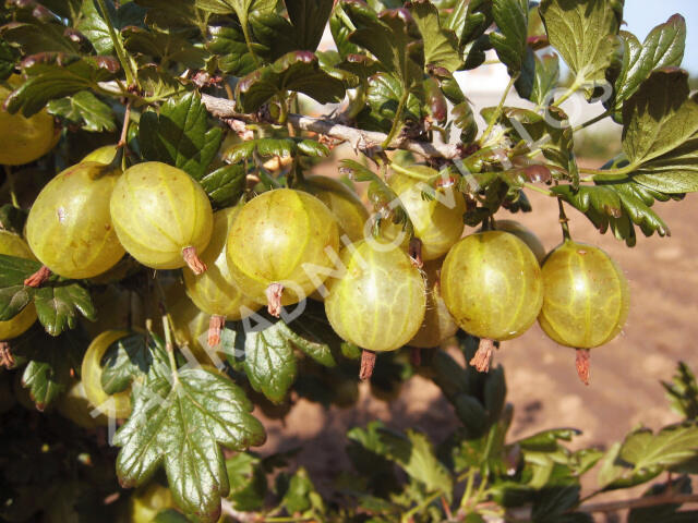 Angrešt žlutý 'Invicta' - Grossularia uva crispa 'Invicta'