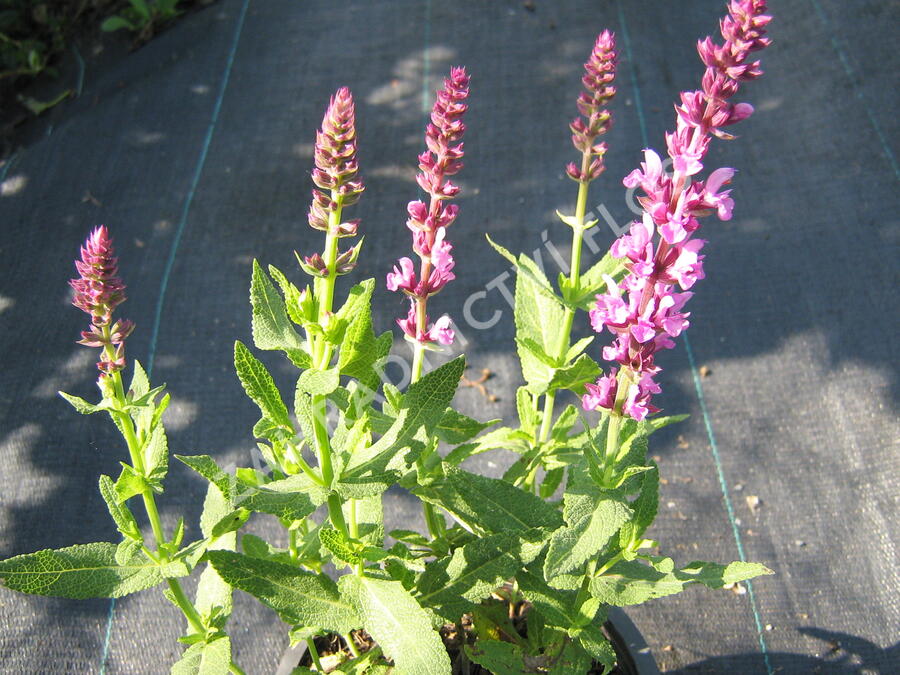 Šalvěj hajní 'Rosa Königin' - Salvia nemorosa 'Rosa Königin'