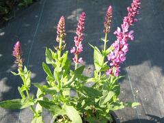 Šalvěj hajní 'Rosa Königin' - Salvia nemorosa 'Rosa Königin'