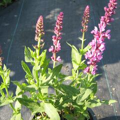 Šalvěj hajní 'Rosa Königin' - Salvia nemorosa 'Rosa Königin'