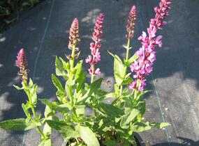 Šalvěj hajní 'Rosa Königin' - Salvia nemorosa 'Rosa Königin'