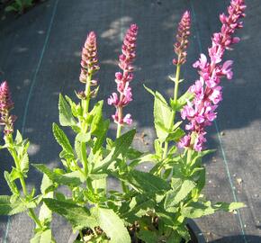 Šalvěj hajní 'Rosa Königin' - Salvia nemorosa 'Rosa Königin'