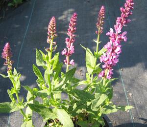 Šalvěj hajní 'Rosa Königin' - Salvia nemorosa 'Rosa Königin'