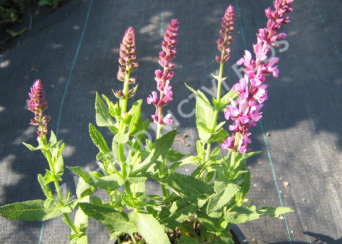 Šalvěj hajní 'Rosa Königin' - Salvia nemorosa 'Rosa Königin'