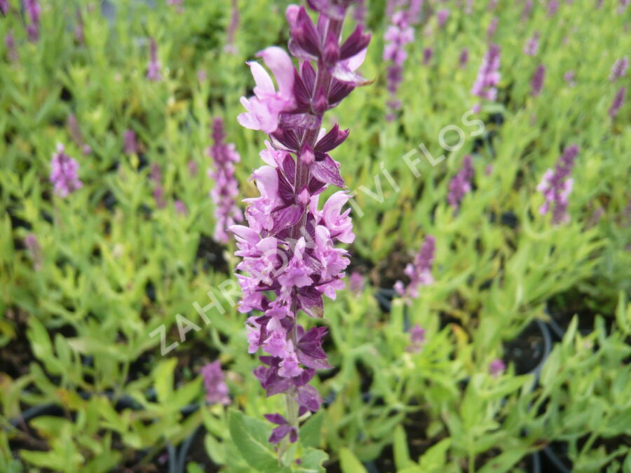 Šalvěj hajní 'Rosa Königin' - Salvia nemorosa 'Rosa Königin'