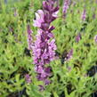 Šalvěj hajní 'Rosa Königin' - Salvia nemorosa 'Rosa Königin'