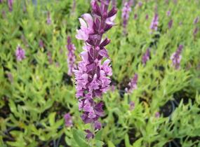 Šalvěj hajní 'Rosa Königin' - Salvia nemorosa 'Rosa Königin'