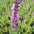 salvej-hajni-rosa-koenigin.jpg