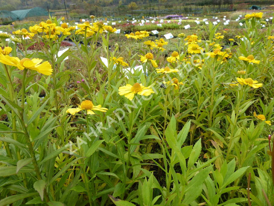 Záplevák podzimní 'Helena Yellow' - Helenium autumnale 'Helena Yellow'