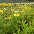 Záplevák podzimní 'Helena Yellow' - Helenium autumnale 'Helena Yellow'