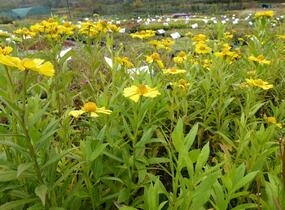 Záplevák podzimní 'Helena Yellow' - Helenium autumnale 'Helena Yellow'