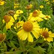 Záplevák podzimní 'Helena Yellow' - Helenium autumnale 'Helena Yellow'