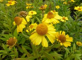 Záplevák podzimní 'Helena Yellow' - Helenium autumnale 'Helena Yellow'