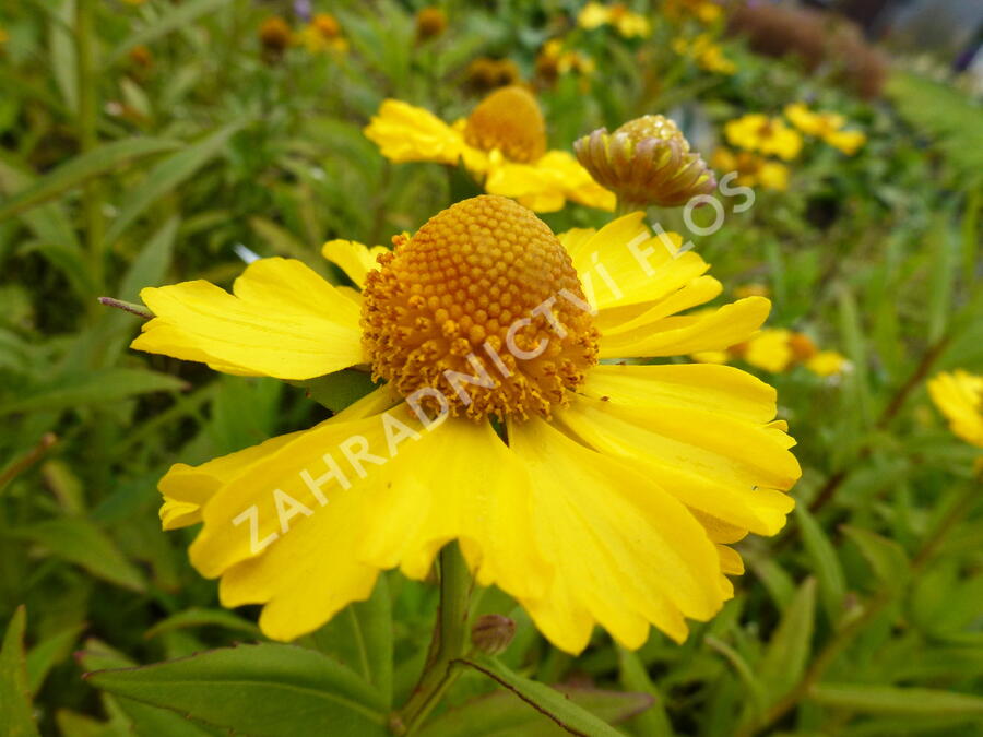 Záplevák podzimní 'Helena Yellow' - Helenium autumnale 'Helena Yellow'