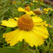 Záplevák podzimní 'Helena Yellow' - Helenium autumnale 'Helena Yellow'