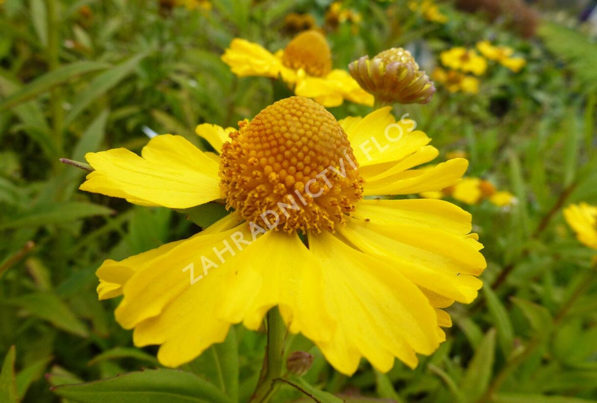 Záplevák podzimní 'Helena Yellow' - Helenium autumnale 'Helena Yellow'