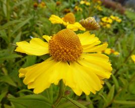 Záplevák podzimní 'Helena Yellow'