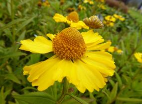 Záplevák podzimní 'Helena Yellow' - Helenium autumnale 'Helena Yellow'
