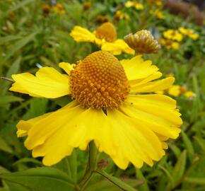 Záplevák podzimní 'Helena Yellow' - Helenium autumnale 'Helena Yellow'