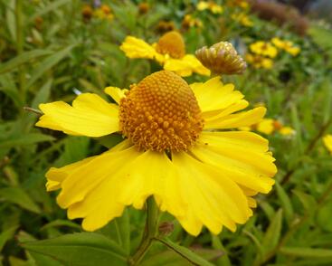 Záplevák podzimní 'Helena Yellow'