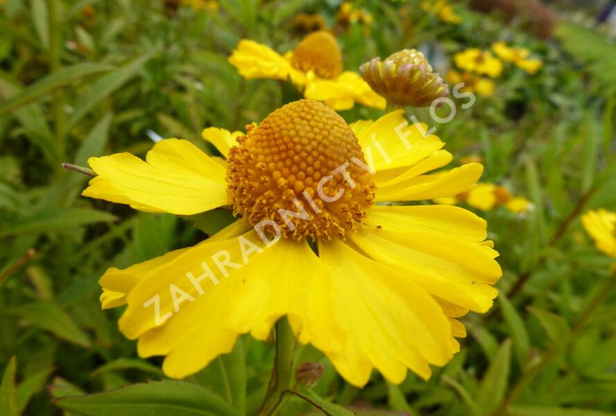 Záplevák podzimní 'Helena Yellow' - Helenium autumnale 'Helena Yellow'