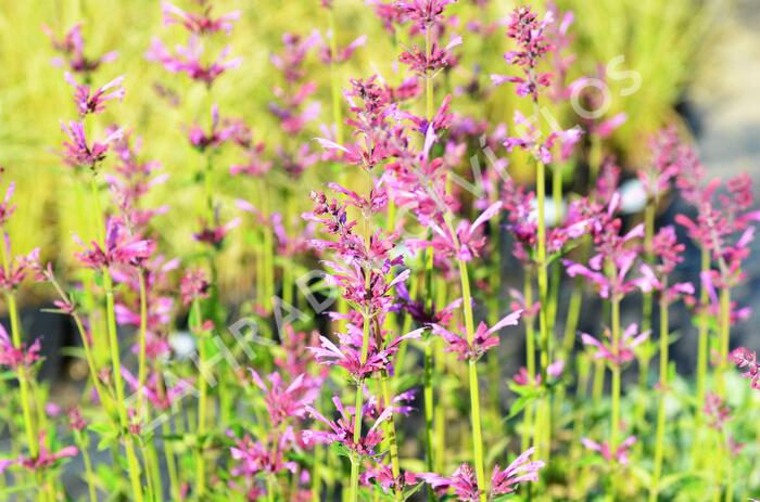 Agastache 'Summer Love' - Agastache 'Summer Love'