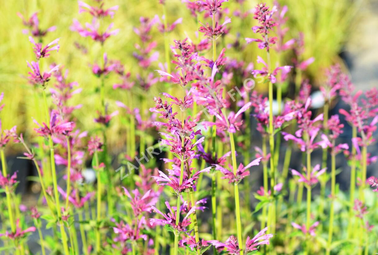 Agastache 'Summer Love' - Agastache 'Summer Love'