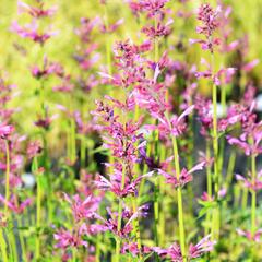 Agastache 'Summer Love' - Agastache 'Summer Love'