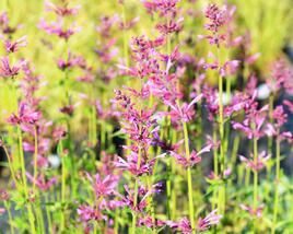 Agastache 'Summer Love'