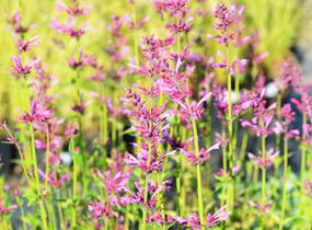 Agastache 'Summer Love' - Agastache 'Summer Love'