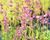 Agastache 'Summer Love'